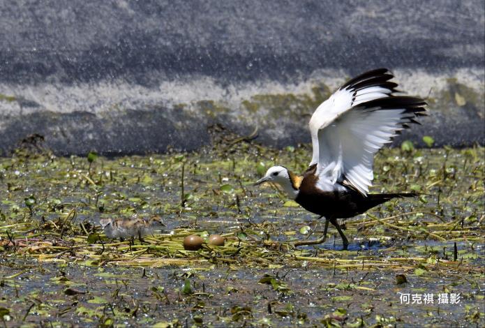「質譜宅急便」前進美濃！首發「護雉蓮盟」野蓮全過關 共同守護……