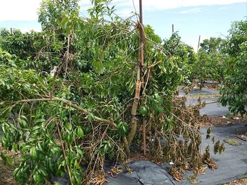 高雄市爭取楊柳颱風豪雨致災農損救助8/22起受理