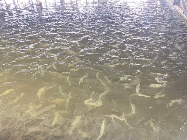 災後迅速協助農漁民災後復建 南市府農業局:虱目魚價格回穩