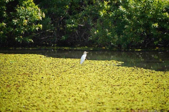 洲仔濕地冬日風情　白鷺群集、水雉冬羽姿態