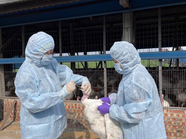 禽場全面防範禽流感  動保處加強禽流感強化防疫措施