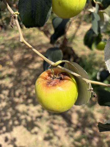 ​2-3月霪雨致災 棗農損救助3/18起受理