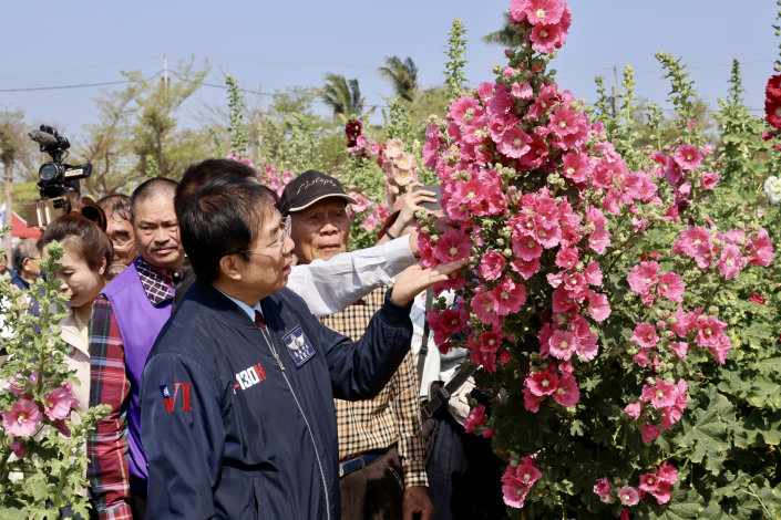 2.6公頃五彩花毯繽紛綻放  黃偉哲邀漫步學甲蜀葵花海