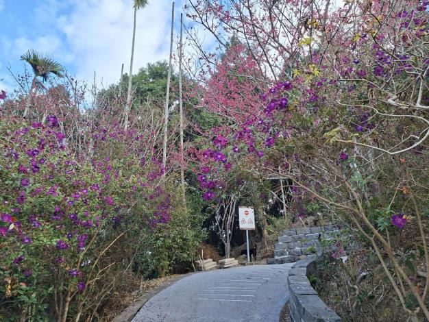 梅嶺梅峰古道紫牡丹盛開，邀民眾春遊楠西登山賞花