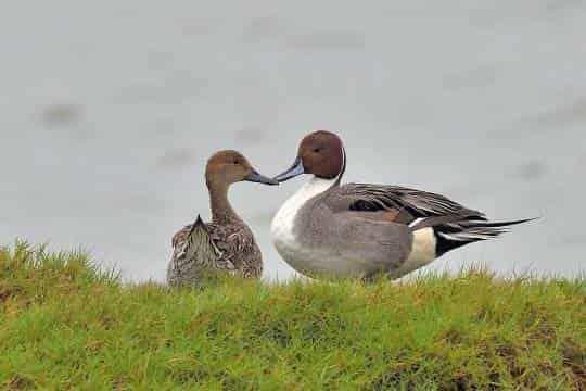 水上倒立秀 茄萣濕地最萌屁股天團「尖尾鴨」羽你相遇！