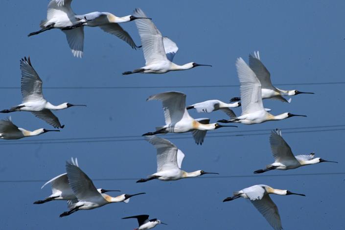 全臺黑琵數量創新高，公私協力營造良好棲地環境