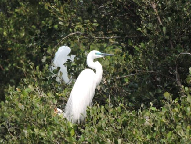 春天限定浪漫 看鷺科鳥類銜枝定情 共築援中港春日情歌