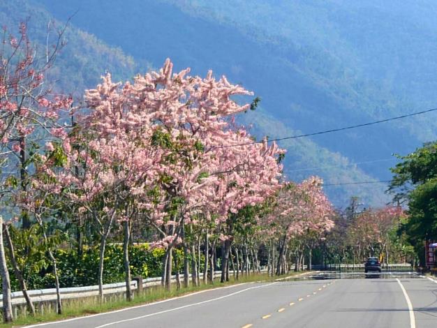 粉色花海綿延數公里　 六龜台27甲線花旗木盛開