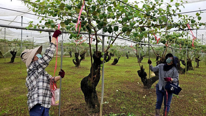 臺南棗保險開始受理投保　打造農業抗災安全網