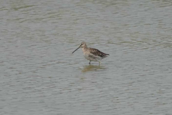 茄萣濕地冬候鳥季進入尾聲 過境水鳥譜寫生命新篇章!