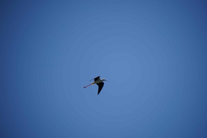 鳥界超模登場！永安濕地高蹺鴴育雛萌樣吸睛