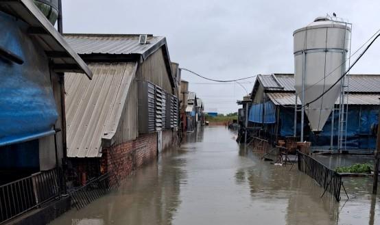 臺南市8月下旬豪雨致災-畜牧類全品項自8月26日至...