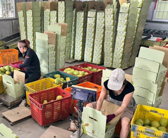 台南文旦外銷新加坡,搶攻中秋伴手禮市場