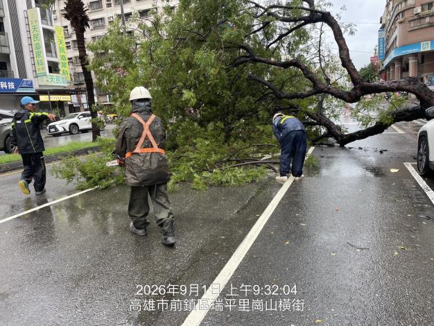 高市保泰路路樹倒伏 公園處迅速排除恢復交通