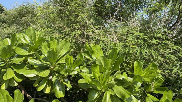 茄萣荒地蛻變濱海生命力　 海桐花開、蜂蝶翩翩見證生態復育成果